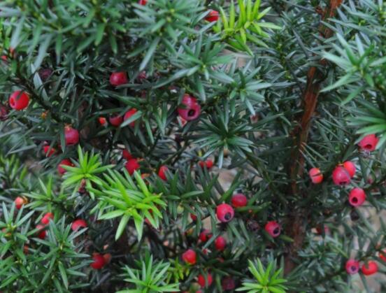 紅豆杉扡插繁殖方法，做好這五大方法便可生