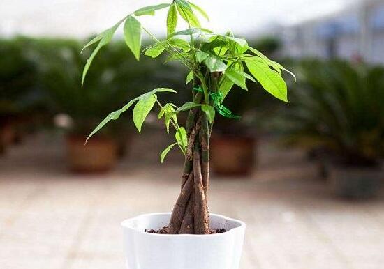 發財樹爛根怎麼補救,發財樹爛根後重新生根