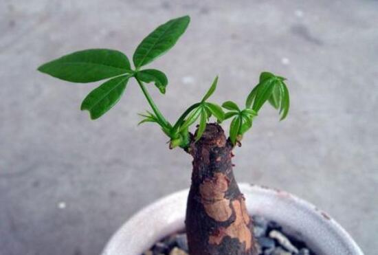 小發財樹為什麼要砍頭,發財樹鋸掉後如何發芽