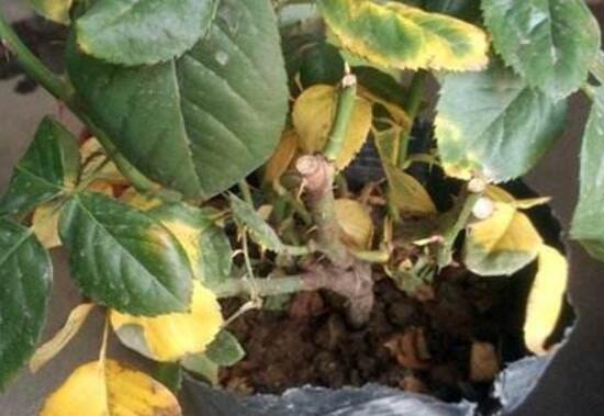 月季花葉子枯萎原因,月季花葉子枯萎了怎麼辦