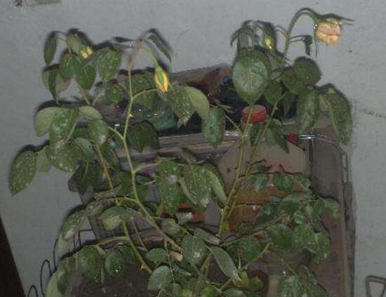 月季花葉子枯萎原因,月季花葉子枯萎了怎麼辦