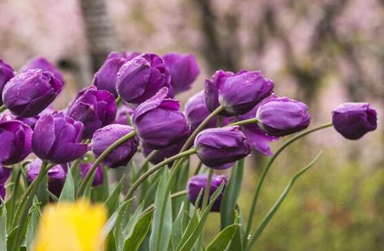 鬱金香什麼時候開花,賞花期3月-5月