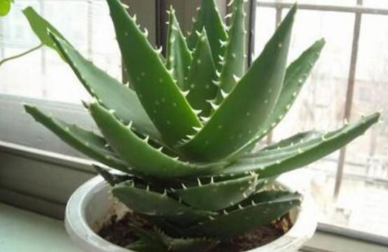 蘆薈怎麼澆水,不幹不澆、澆則澆透的標準
