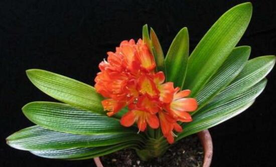 君子蘭什麼時候開花,君子蘭開花有什麼兆頭