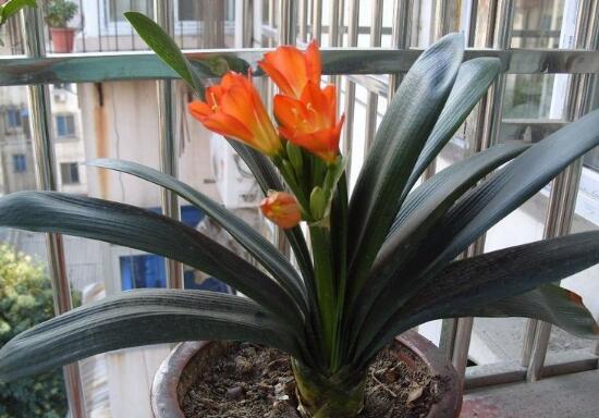 君子蘭的風水作用,君子蘭的作用和功效