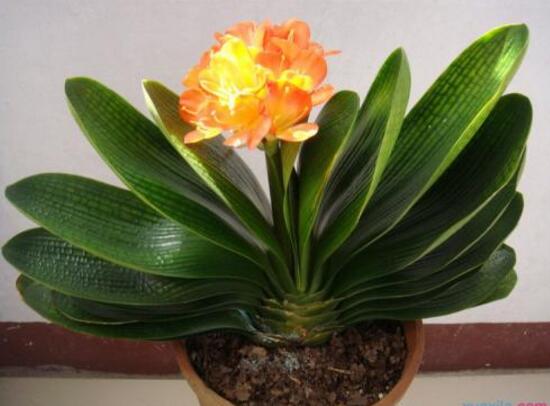 君子蘭的風水作用,君子蘭的作用和功效