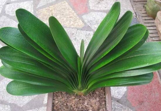 君子蘭的風水作用,君子蘭的作用和功效