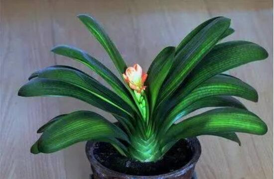 君子蘭的風水作用,君子蘭的作用和功效