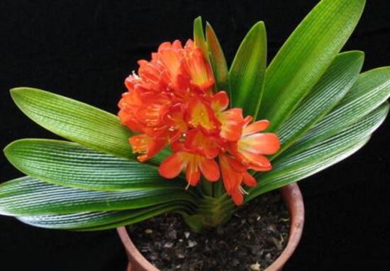 君子蘭的風水作用,君子蘭的作用和功效