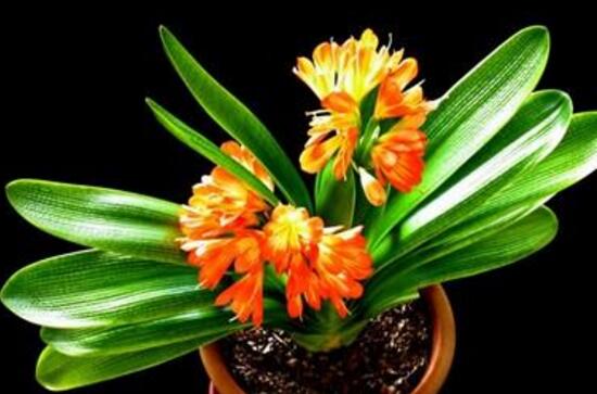 君子蘭的風水作用,君子蘭的作用和功效