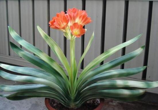 君子蘭的風水作用,君子蘭的作用和功效