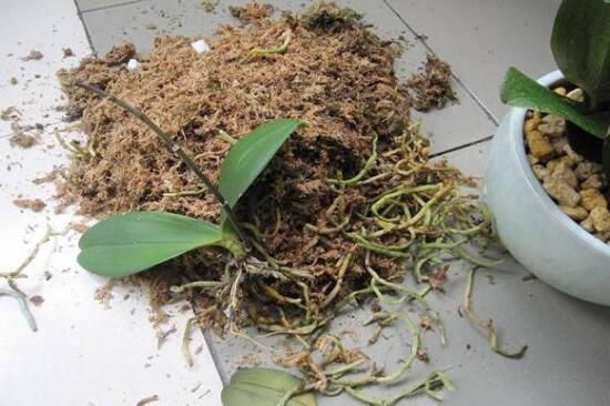 蝴蝶蘭的根爛了怎麼辦,蝴蝶蘭爛根後的救法