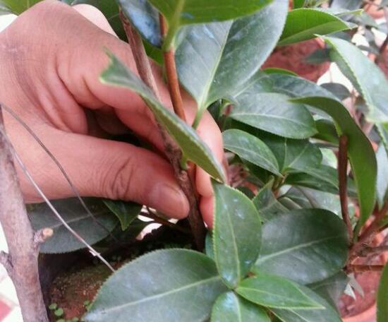 茶花怎麼繁殖，茶花扡插生根最快方法
