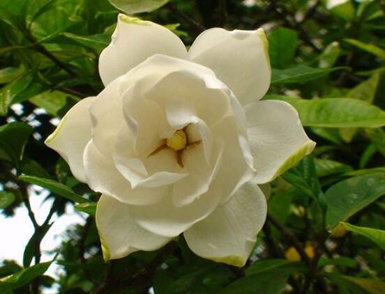 梔子花的花語,梔子花代表永恒的愛與約定