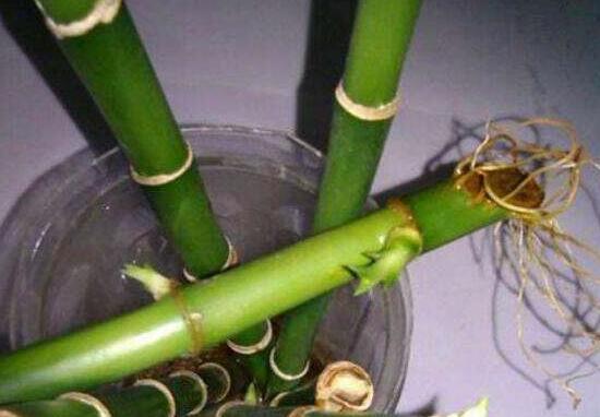 富貴竹的根爛了怎麼辦,富貴竹爛根處理方法