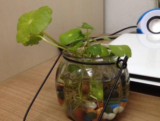 銅錢草可以放魚缸裏嗎,銅錢草水培方法