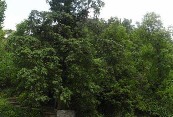 紅豆杉的花語是什麼，紅豆杉代表著高雅、思念之情