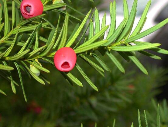 紅豆杉的花語是什麼，紅豆杉代表著高雅、思念之情