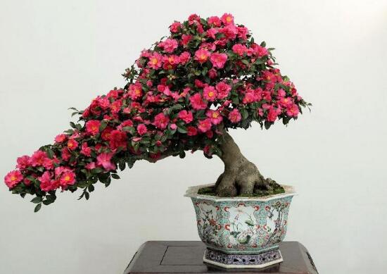 茶花怎麼修剪,茶花的修剪方法圖解