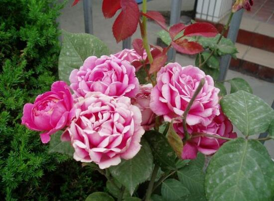 月季花怎麼施肥,月季花施什麼肥好