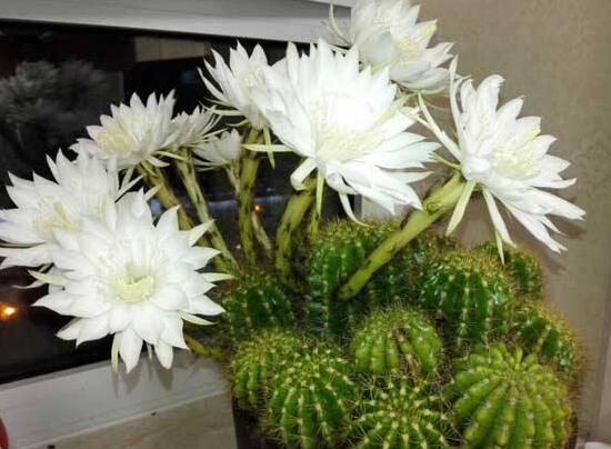 仙人球什麼時候開花,仙人球開花是什麼兆頭/吉祥如意