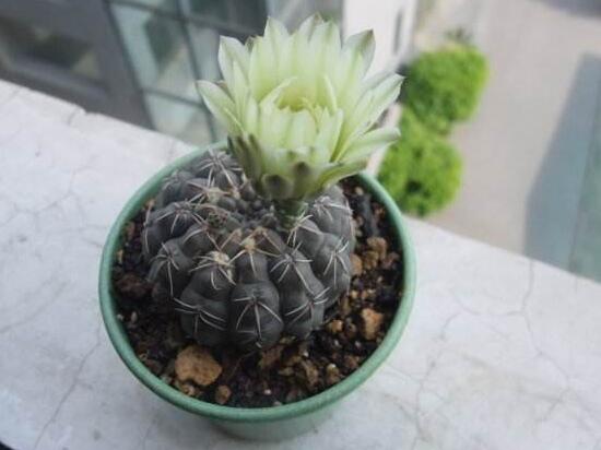 仙人球什麼時候開花,仙人球開花是什麼兆頭/吉祥如意