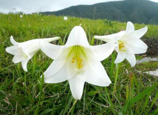 盆栽百合花施什麼肥好,百合花怎麼施肥/施用氮肥