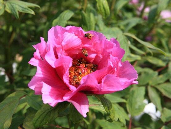 牡丹花花語是什麼,代表著富貴吉祥、繁榮昌盛