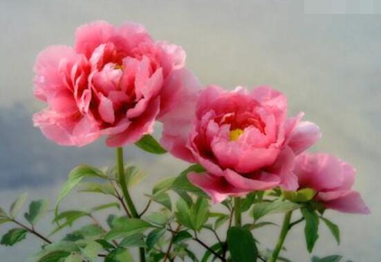 牡丹花花語是什麼,代表著富貴吉祥、繁榮昌盛