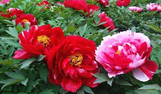 牡丹花花語是什麼,代表著富貴吉祥、繁榮昌盛