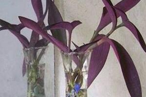 紫羅蘭可以水培嗎，紫羅蘭水培方法