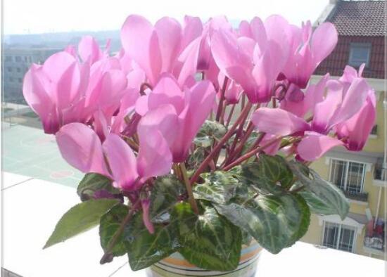 仙客來花有毒嗎,孕婦可以養仙客來嗎/可以僅供觀賞