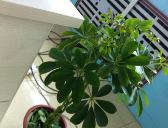 發財樹的品種有哪些,發財樹圖片品種大全