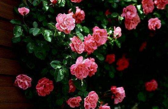 薔薇花什麼時候施肥,薔薇花做到薄肥勤施原則