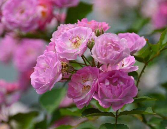 薔薇花什麼時候施肥,薔薇花做到薄肥勤施原則