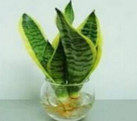 虎皮蘭可以水養嗎，虎皮蘭水培生根方法