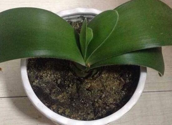 君子蘭種子怎麼種,君子蘭種子種植方法