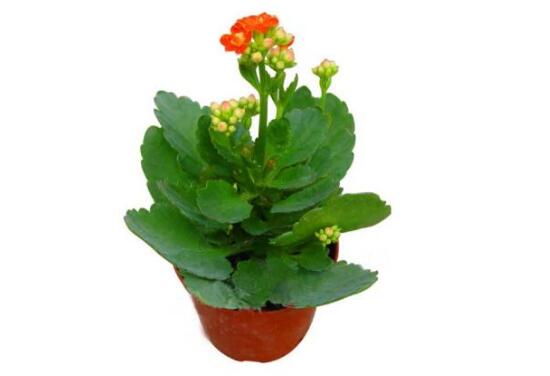 長壽花為什麼不開花,長壽花不開花怎麼辦