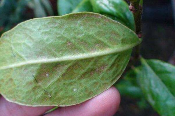 茶花病蟲害有哪些，茶花的主要蟲害及其防治