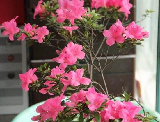家裏為什麼不放杜鵑花,杜鵑花放在臥室好嗎