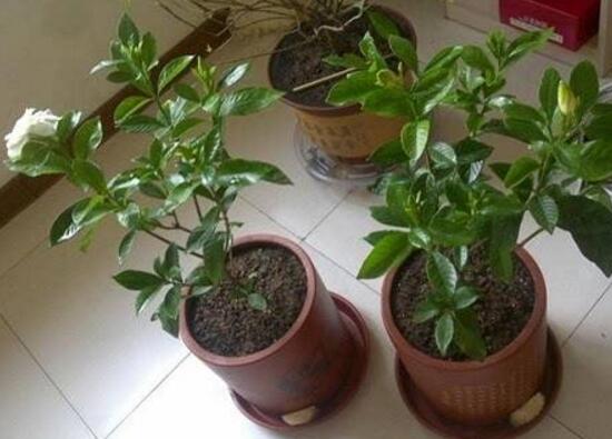 梔子花什麼時候移栽好,梔子花的移栽方法
