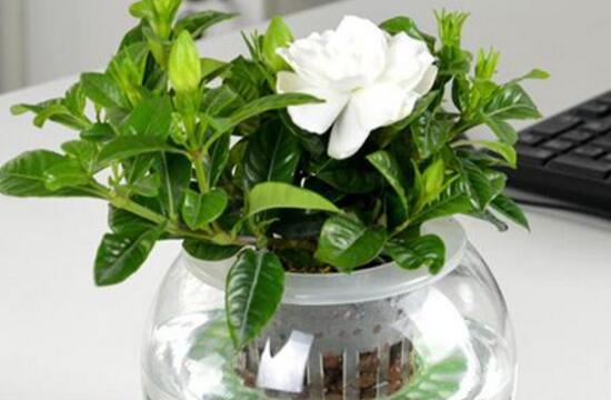 梔子花什麼時候移栽好,梔子花的移栽方法