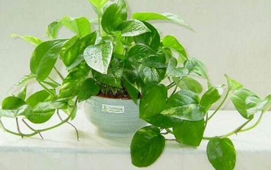 茶葉水可以澆綠蘿嗎,綠蘿澆什麼水長得快