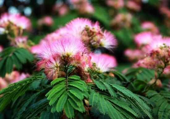 榕樹花和合歡花是一種花嗎,榕樹花和合歡花的區別