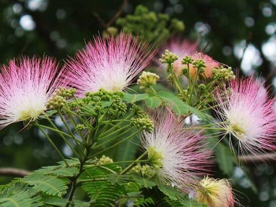 榕樹花和合歡花是一種花嗎,榕樹花和合歡花的區別