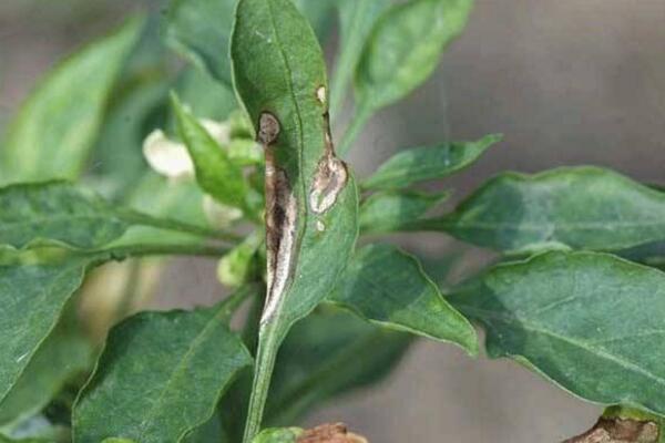 盆栽綠蘿病蟲害的防治，5種常見病害及解決方法讓你告別病蟲害
