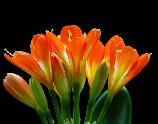 關於君子蘭開花的迷信說法是造謠的，君子蘭的風水作用介紹
