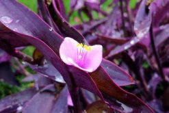吊蘭有哪些品種，觀賞價值最高的吊蘭是紫吊蘭