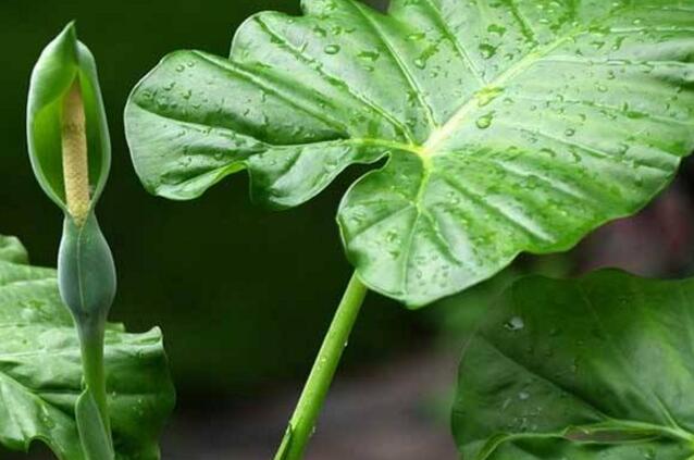 滴水觀音中毒怎麼辦,中毒後的處理措施