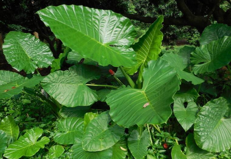 滴水觀音中毒怎麼辦,中毒後的處理措施